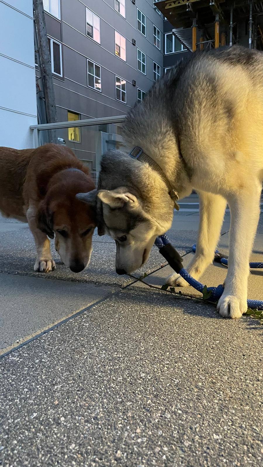 Bunny the husky and Cutti head to head on a sidewalk at dusk
