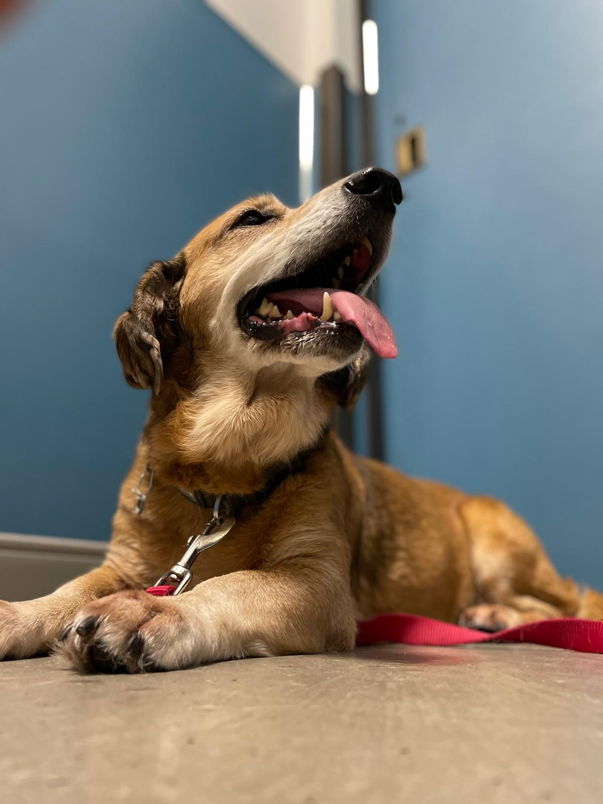 Cutti, a brown dog lying down mid-pant, tongue out, on a red leash