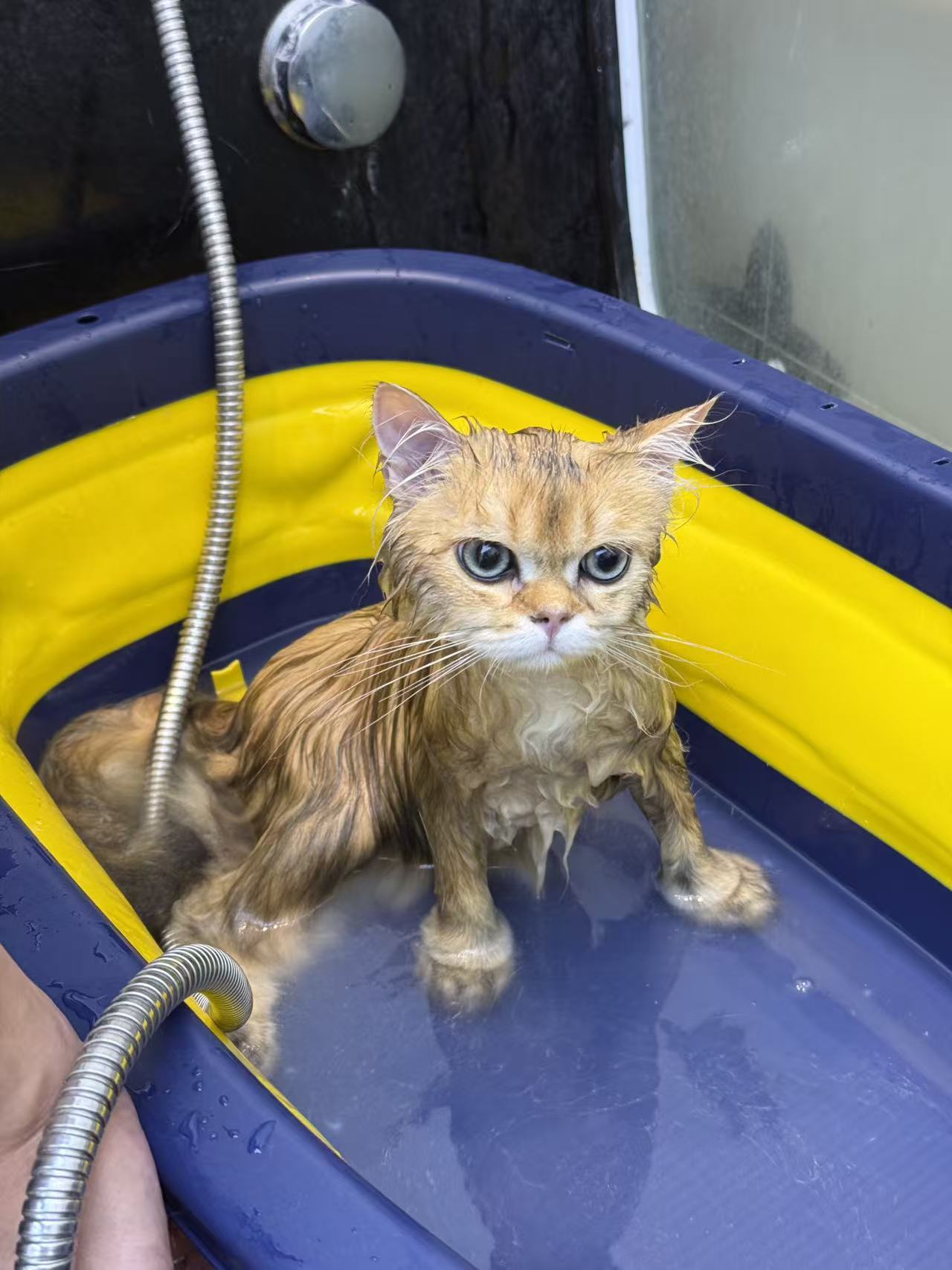 Eggtart, a magnificently furious wet golden Persian cat in a blue and yellow tub