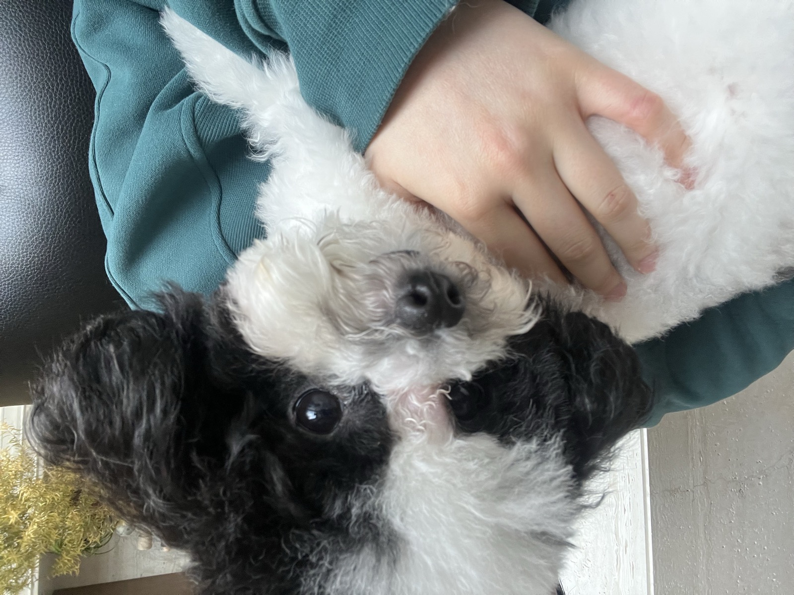 Latte, a black-and-white toy poodle held in someone's arms