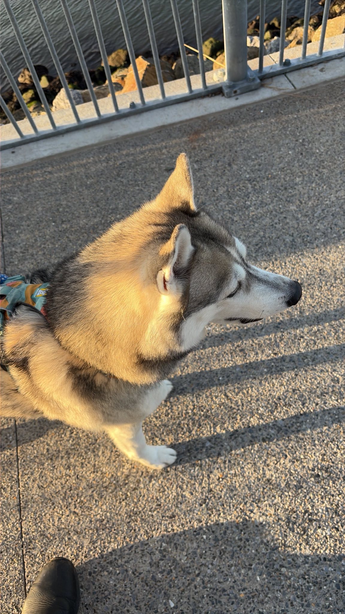 Bunny the husky in December sunlight, once more
